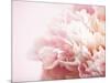 Fade to Pink-Doug Chinnery-Mounted Photographic Print