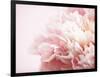 Fade to Pink-Doug Chinnery-Framed Photographic Print