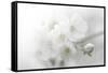 Fade to White-Philippe Sainte-Laudy-Framed Stretched Canvas