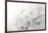 Fade to White-Philippe Sainte-Laudy-Framed Photographic Print