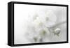 Fade to White-Philippe Sainte-Laudy-Framed Stretched Canvas