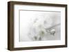 Fade to White-Philippe Sainte-Laudy-Framed Photographic Print