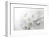 Fade to White-Philippe Sainte-Laudy-Framed Photographic Print