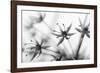 Faded Sensitivity (1)-Jacob Berghoef-Framed Photographic Print