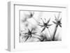 Faded Sensitivity (1)-Jacob Berghoef-Framed Photographic Print