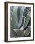 Faded Succulant Detail, 2017-null-Framed Photographic Print