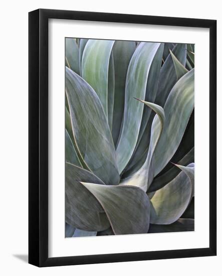 Faded Succulant Detail, 2017-null-Framed Photographic Print