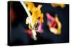 Faded tulip flowers-Christine Meder stage-art.de-Stretched Canvas
