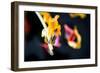 Faded tulip flowers-Christine Meder stage-art.de-Framed Photographic Print