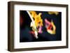 Faded tulip flowers-Christine Meder stage-art.de-Framed Photographic Print