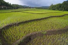 Patterns and Shapes of Paddy Rice Field-Fadil Aziz/Alcibbum Photography-Photographic Print