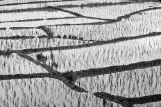 Patterns and Shapes of Paddy Rice Field-Fadil Aziz/Alcibbum Photography-Photographic Print