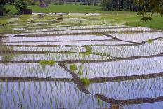 Patterns and Shapes of Paddy Rice Field-Fadil Aziz/Alcibbum Photography-Photographic Print