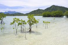 Young and Mature Mangrove Trees-Fadil Aziz/Alcibbum Photography-Photographic Print