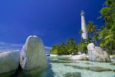 Curvy Coconut Palm Tree.-FADIL AZIZ-Mounted Photographic Print