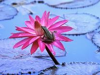 Frog on water lily in pond-Fadil-Framed Photographic Print