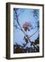 Fading Rose-Carolina Hernandez-Framed Photographic Print