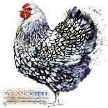 Wyandotte Hen. Poultry Farming. Chicken Breeds Series. Domestic Farm Bird Watercolor Illustration.-Faenkova Elena-Art Print