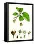 Fagus Sylvatica Common Beech-null-Framed Stretched Canvas