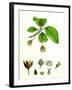 Fagus Sylvatica Common Beech-null-Framed Giclee Print