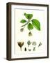 Fagus Sylvatica Common Beech-null-Framed Giclee Print