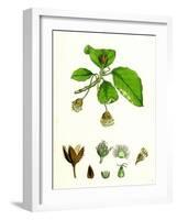 Fagus Sylvatica Common Beech-null-Framed Giclee Print