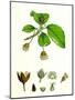 Fagus Sylvatica Common Beech-null-Mounted Giclee Print