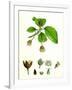 Fagus Sylvatica Common Beech-null-Framed Giclee Print