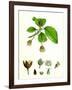 Fagus Sylvatica Common Beech-null-Framed Giclee Print