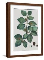 Fagus-Pierre Joseph Redoute-Framed Giclee Print