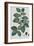 Fagus-Pierre Joseph Redoute-Framed Giclee Print