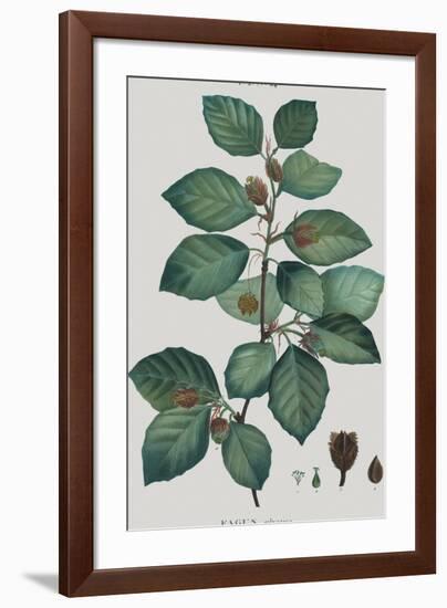 Fagus-Pierre Joseph Redoute-Framed Giclee Print