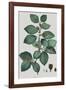 Fagus-Pierre Joseph Redoute-Framed Giclee Print