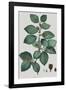 Fagus-Pierre Joseph Redoute-Framed Giclee Print