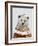 Fair Isle Bear II-Victoria Borges-Framed Art Print