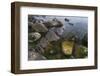 Fair Isle. in the Far North of Scotland. the Coast Near Finni Quoy. Scotland, Shetland Islands-Martin Zwick-Framed Photographic Print