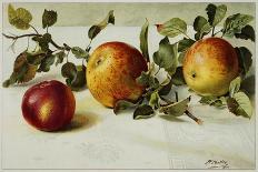 Book Illustration of Apples-Fairfax Muckler-Mounted Giclee Print