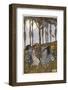 Fairies Dancing in a Circle Beneath the Trees-null-Framed Photographic Print