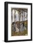 Fairies Dancing in a Circle Beneath the Trees-null-Framed Photographic Print