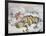 Fairies in the Snow-John Anster Fitzgerald-Framed Giclee Print