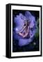 Fairy 26-null-Framed Stretched Canvas