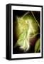 Fairy 5-null-Framed Stretched Canvas