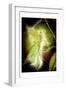 Fairy 5-null-Framed Art Print