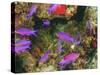 Fairy Basslets in Milne Bay, Papua New Guinea-Stuart Westmorland-Stretched Canvas