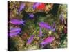 Fairy Basslets in Milne Bay, Papua New Guinea-Stuart Westmorland-Stretched Canvas