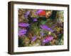 Fairy Basslets in Milne Bay, Papua New Guinea-Stuart Westmorland-Framed Photographic Print