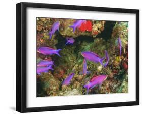 Fairy Basslets in Milne Bay, Papua New Guinea-Stuart Westmorland-Framed Photographic Print