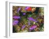 Fairy Basslets in Milne Bay, Papua New Guinea-Stuart Westmorland-Framed Photographic Print