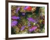 Fairy Basslets in Milne Bay, Papua New Guinea-Stuart Westmorland-Framed Photographic Print