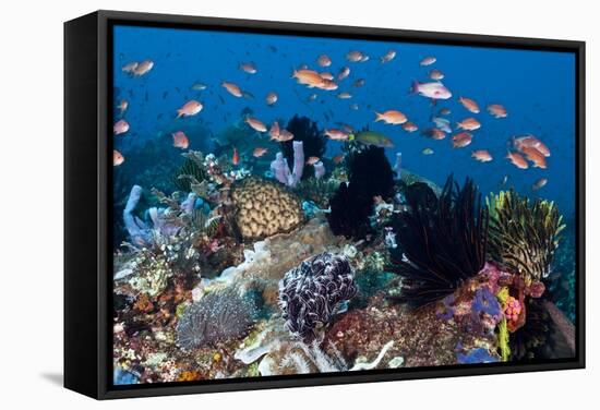 Fairy Basslets Over a Reef-Matthew Oldfield-Framed Stretched Canvas